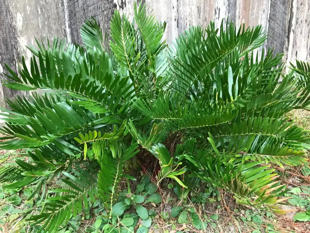 Florida coontie plant from Ken’s garden thriving at Mike Adams’ home in Elkton
