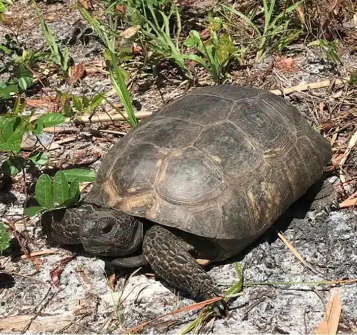 Gopher tortoise in a Florida longleaf pine habitat at Saturiwa Conservancy