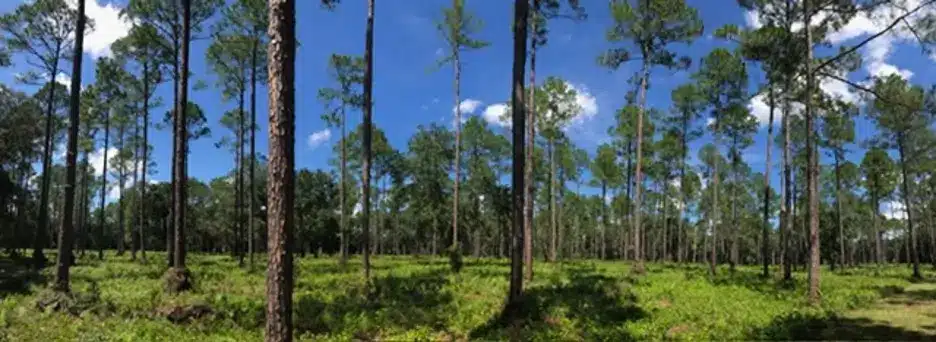 Longleaf pine savanna ecosystem in Florida, a fire-adapted habitat documented by naturalist William Bartram