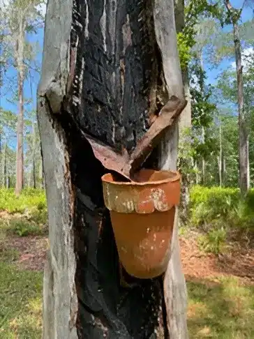 Turpentine resin collection cup attached to a longleaf pine tree used in the historic naval stores industry.