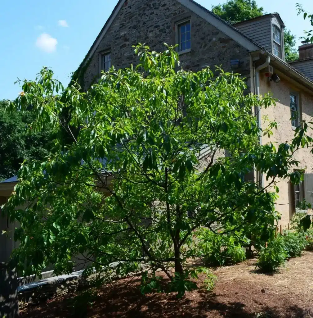 John Bartram’s Garden in Philadelphia by Sam Carr