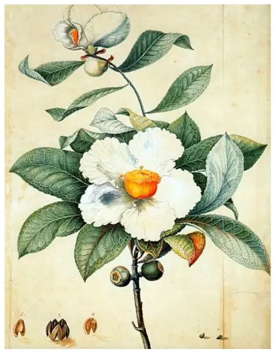 William Bartram named the beautiful Franklinia alatamaha for family friend Benjamin Franklin.Franklinia alatamaha by William Bartram (1782)